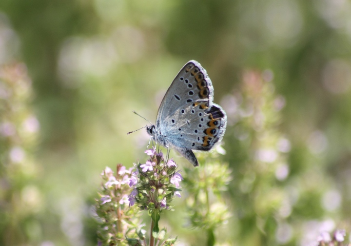 Conferma ID licenidi